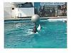 Нажмите на изображение для увеличения
Название: дельфин  с  шаром.JPG
Просмотров: 74
Размер:	96.0 Кб
ID:	365