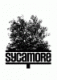 Sycamore