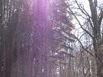 фиолетовое солнце кисловодского парка