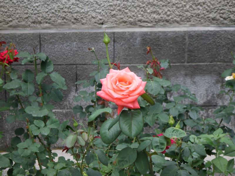 Клумба роз у 1 корпуса
