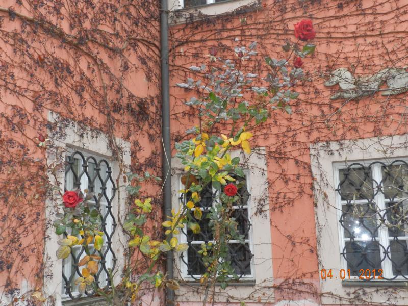 В Староговском монастыре розы цветут даже в январе
