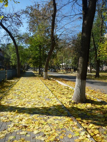 по ковру из жёлтых листьев на водопой в г. Ессентуки