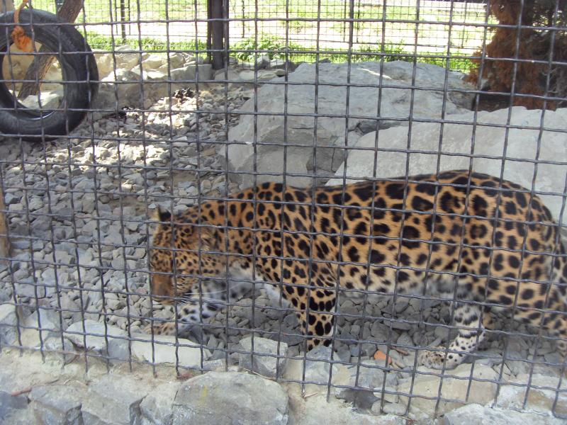 Леопард-одиночка в парке санатория Карпаты.