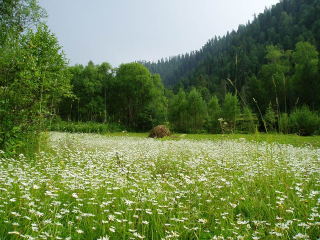 Ромашки