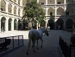 Вена.Конюшня. Знаменитая императорская липицианская порода лошадей.