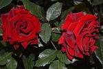 такие чудесные розы цветут на территории ЦВС, жаль, что их очень и очень мало.