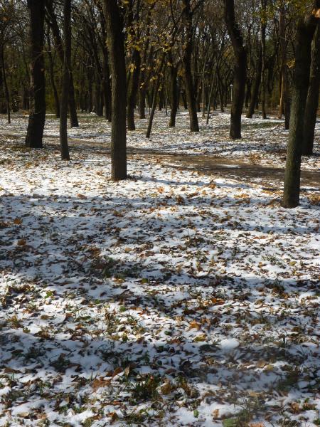 первый снежок лег на рыжую осеннюю листву 09 ноября 2011 года