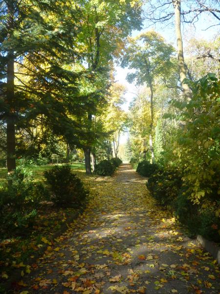 украшенный желтой листвой ессентукский парк Победы