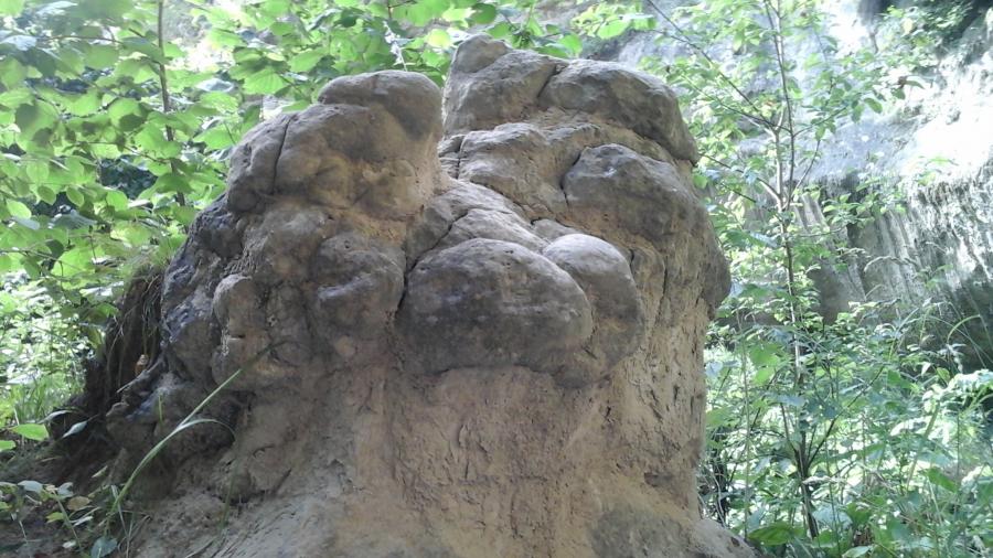 Каменные грибы-опята на туристической тропе. Кисловодск 2015